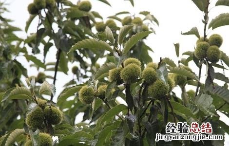 板栗树如何管理 板栗树的栽培和管理