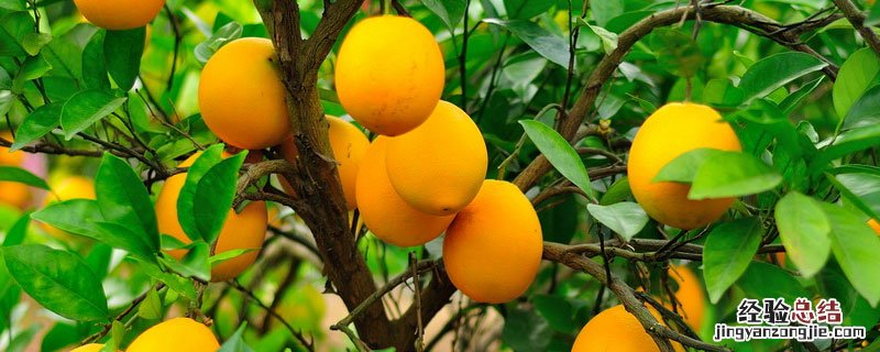 脐橙叶脉黄化原因 脐橙黄叶是什么原因