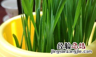 如何给小麦浇水施肥 如何给小麦浇水