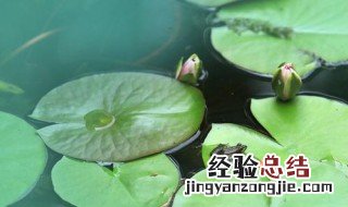 水芙蓉的叶子能吃吗 水芙蓉叶功效