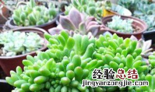 春萌怎么繁殖 多肉春萌怎样繁殖