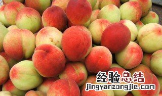 杏子与桃子的区别 杏子和桃子的区别
