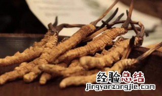 虫草参的功效与作用 虫草参的功效与作用及食用方法