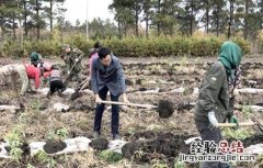 蓝莓越冬防寒技术 新闻 蓝莓越冬防寒技术