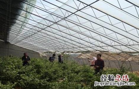 蓝莓越冬防寒技术 新闻 蓝莓越冬防寒技术