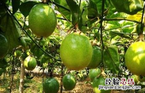 黄金百香果管理要点和方法 黄金百香果管理要点