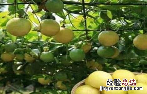 黄金百香果管理要点和方法 黄金百香果管理要点