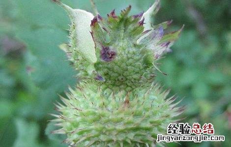 刺梨种植技术及病虫害防治 刺梨的病虫害防治方法