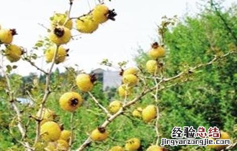 刺梨种植技术及病虫害防治 刺梨的病虫害防治方法