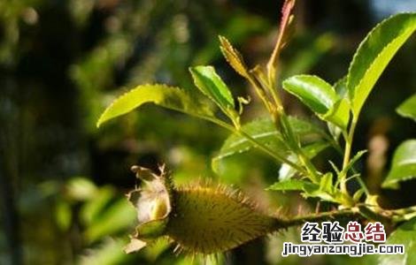 刺梨种植技术及病虫害防治 刺梨的病虫害防治方法