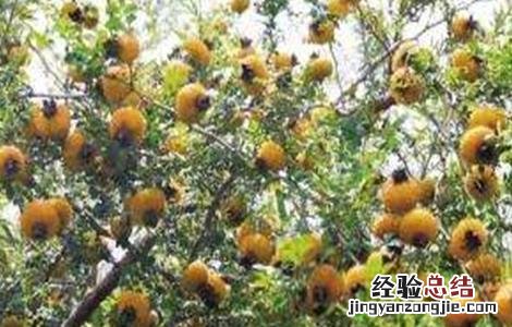 刺梨种植技术及病虫害防治 刺梨的病虫害防治方法