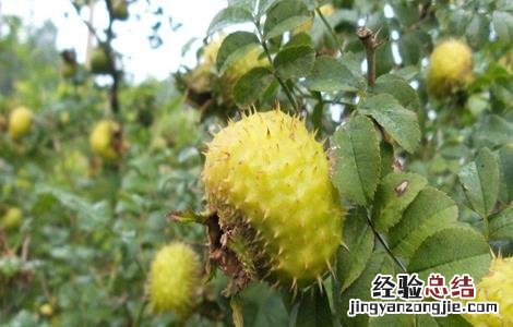 刺梨种植技术及病虫害防治 刺梨的病虫害防治方法