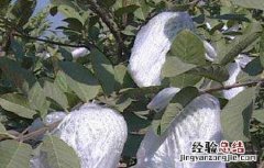 番石榴的套袋时间和方法 番石榴如何套袋