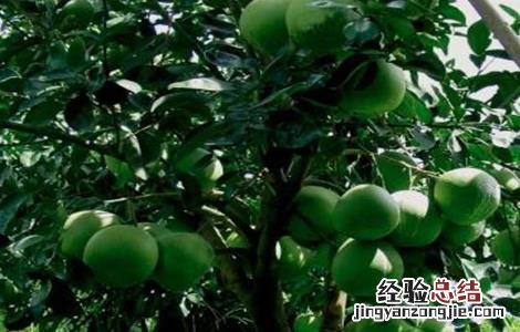 番石榴种植气候 番石榴的种植条件