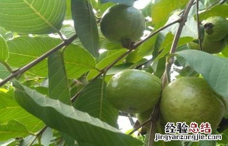 番石榴种植气候 番石榴的种植条件