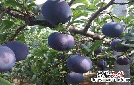 黑布林的种植方法 黑布林的种植方法
