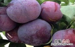 黑布林的种植方法 黑布林的种植方法