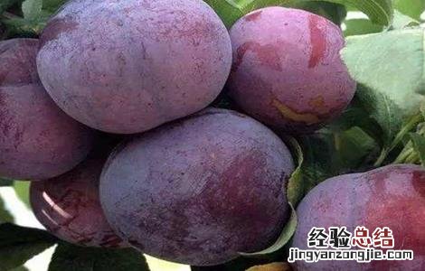 黑布林的种植方法 黑布林的种植方法