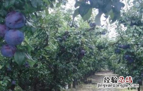黑布林的种植方法 黑布林的种植方法