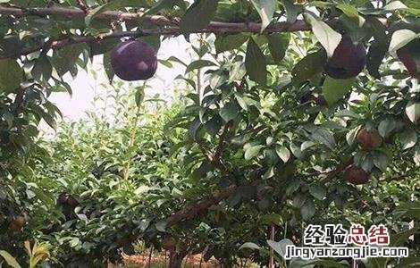 黑布林的种植方法 黑布林的种植方法