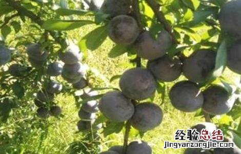 黑布林的种植方法 黑布林的种植方法