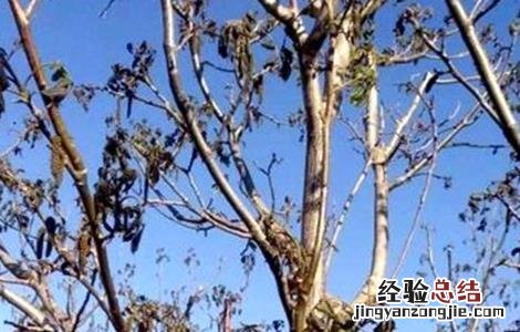 核桃冻害预防和补救措施 核桃冻害预防和补救措施视频