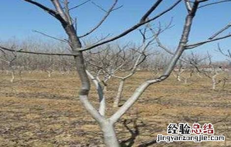 核桃冻害预防和补救措施 核桃冻害预防和补救措施视频