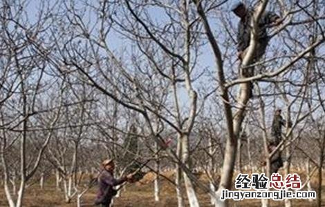核桃冻害预防和补救措施 核桃冻害预防和补救措施视频