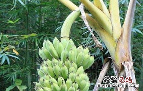 芭蕉种植技术 粉蕉的种植技术