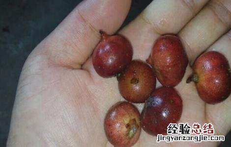 野地瓜的种植技术和管理 野地瓜的种植技术