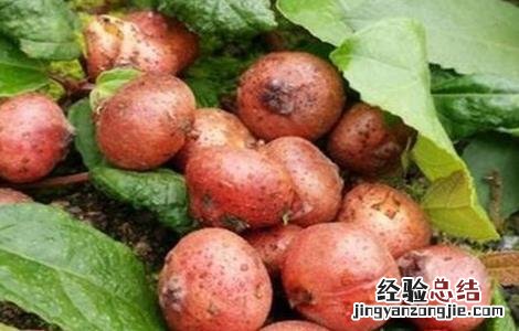 野地瓜的种植技术和管理 野地瓜的种植技术