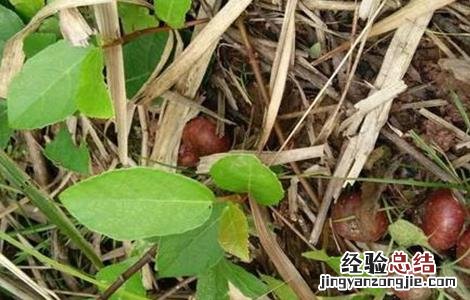 野地瓜的种植技术和管理 野地瓜的种植技术