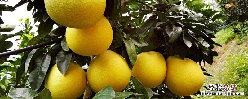 柚子盆栽种植方法 柚子盆栽培技术