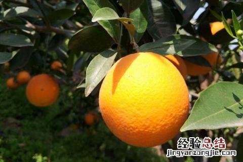脐橙和纽荷尔的区别 纽荷尔脐橙的优点和缺点