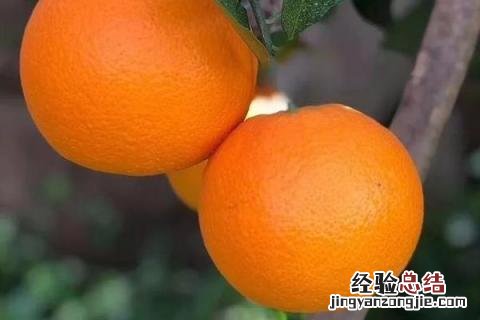 脐橙和纽荷尔的区别 纽荷尔脐橙的优点和缺点