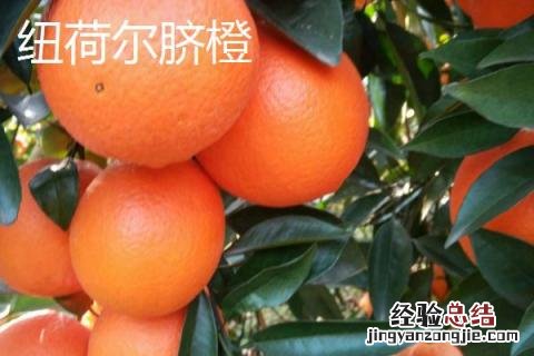 脐橙和纽荷尔的区别 纽荷尔脐橙的优点和缺点