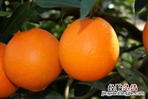 脐橙和纽荷尔的区别 纽荷尔脐橙的优点和缺点