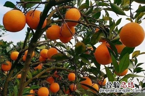 脐橙和纽荷尔的区别 纽荷尔脐橙的优点和缺点