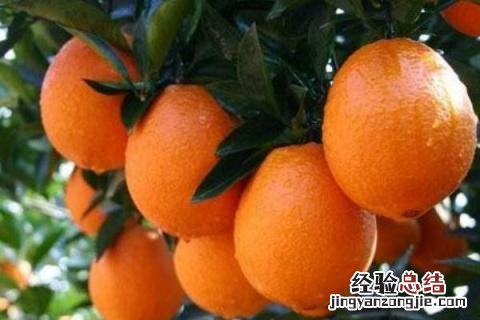 脐橙和纽荷尔的区别 纽荷尔脐橙的优点和缺点