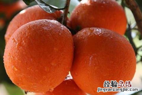 脐橙和纽荷尔的区别 纽荷尔脐橙的优点和缺点