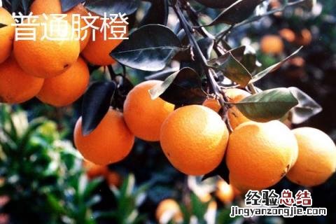 脐橙和纽荷尔的区别 纽荷尔脐橙的优点和缺点
