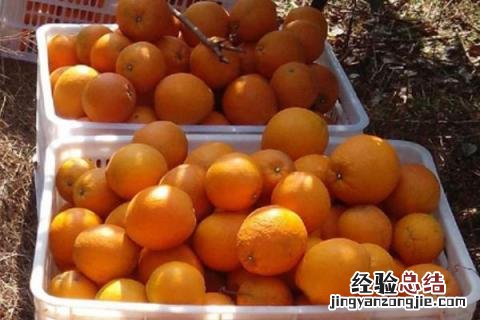 脐橙和纽荷尔的区别 纽荷尔脐橙的优点和缺点