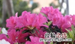 宁夏适合种的花卉 宁夏适合种的花