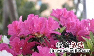 宁夏适合种的花卉 宁夏适合种的花
