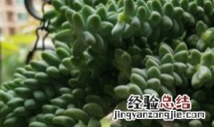 新玉缀会开花吗 新玉缀开花吗