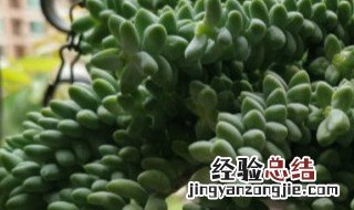 新玉缀会开花吗 新玉缀开花吗