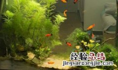 热带鱼水草怎么养 热带鱼水草怎么养活