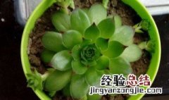 观音莲的小崽怎么栽能活 观音莲小崽的怎么移植