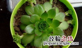 观音莲的小崽怎么栽能活 观音莲小崽的怎么移植