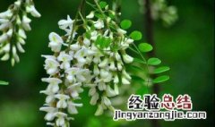 槐花摘下来直接晒干可以吗 槐花摘下来直接晒干可以吗有毒吗